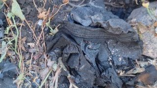 One Person Arrested within the Case on Murder Committed in Merdzavan